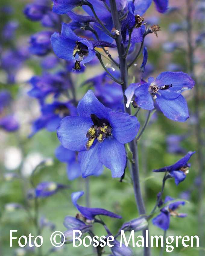 Blommor jag inte vet namnet på.